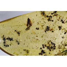 insect: Fourmis + Microlépidoptère