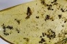 insect: Fourmis + Microlépidoptère