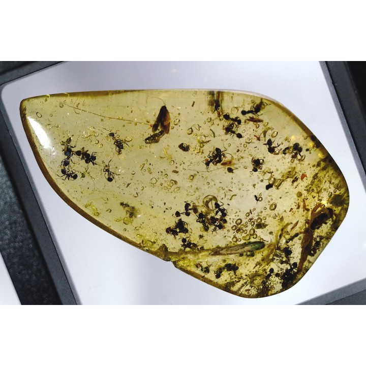Copal: Fourmis + Microlépidoptère - Pliocène à holocène - Antsiranana, Madagascar