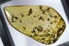 Copal: Fourmis + Microlépidoptère - Pliocène à holocène - Antsiranana, Madagascar