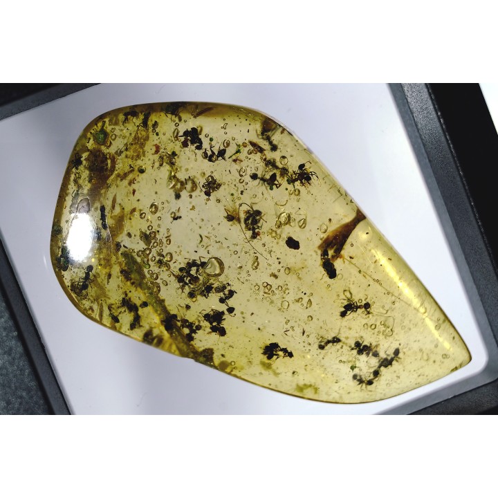 Copal: Fourmis + Microlépidoptère - Pliocène à holocène - Antsiranana, Madagascar