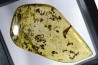 Copal: Fourmis + Microlépidoptère - Pliocène à holocène - Antsiranana, Madagascar