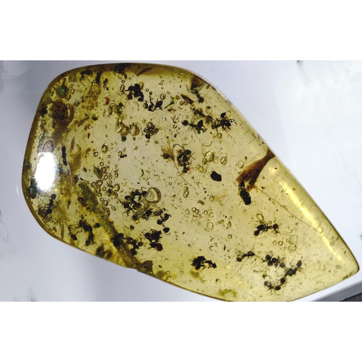 insect: Fourmis + Microlépidoptère