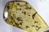 insect: Fourmis + Microlépidoptère