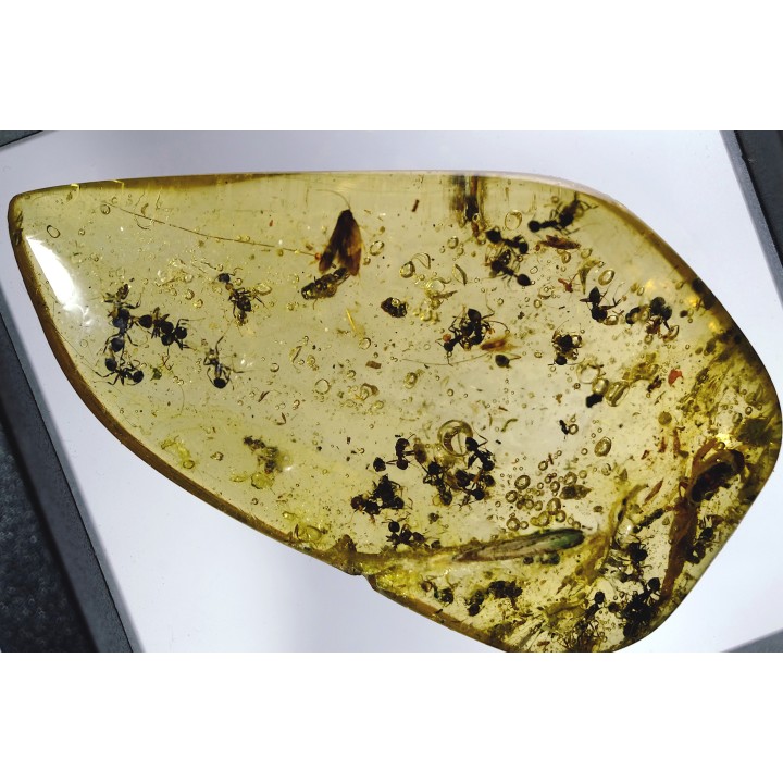 insect: Fourmis + Microlépidoptère