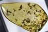 insect: Fourmis + Microlépidoptère