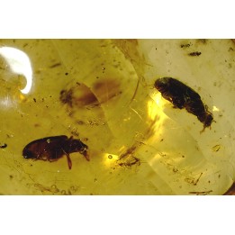 insect: Deux Coléoptères + Araignée