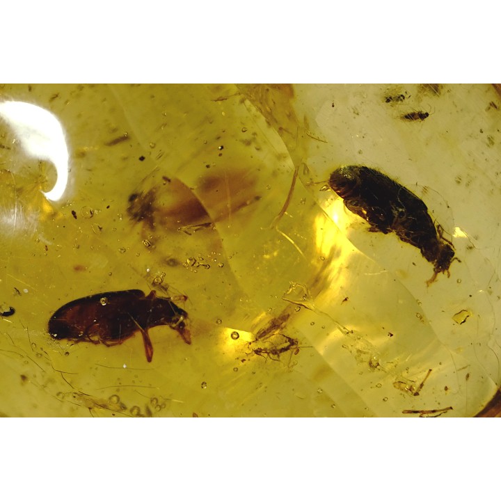 insect: Deux Coléoptères + Araignée