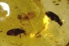 Copal: Deux Coléoptères + Araignée - Pliocène à holocène - Antsiranana, Madagascar