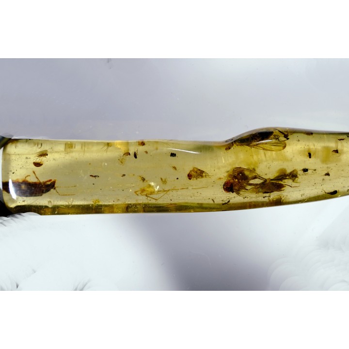 Copal: Diptères dont une Mouche + Coléoptères - Pliocène à holocène - Antsiranana, Madagascar