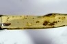 Copal: Diptères dont une Mouche + Coléoptères - Pliocène à holocène - Antsiranana, Madagascar
