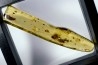 Copal: Diptères dont une Mouche + Coléoptères - Pliocène à holocène - Antsiranana, Madagascar