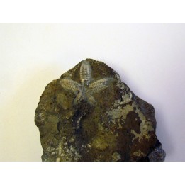 STENASTER SALTERI