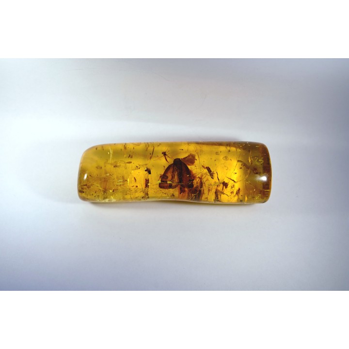 Copal: rare Lépidoptère et nombreux insectes  - Pliocène à holocène - Antsiranana, Madagascar