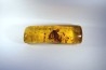 insect: Cicadidae + Lépidoptère + Araignée + nombreux diptères, coléoptères, hyménoptères