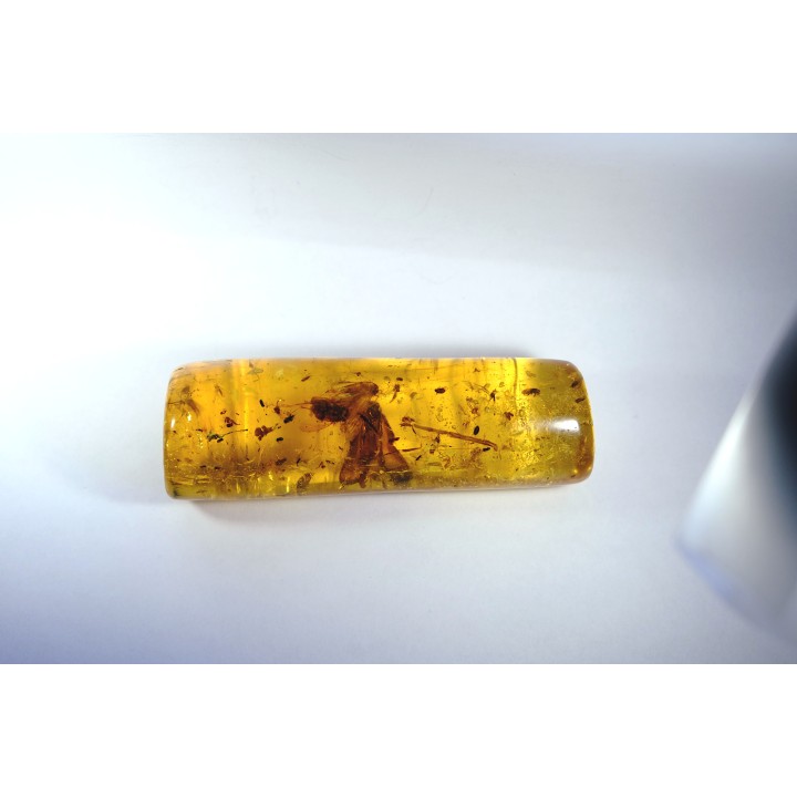 Copal: rare Lépidoptère et nombreux insectes  - Pliocène à holocène - Antsiranana, Madagascar