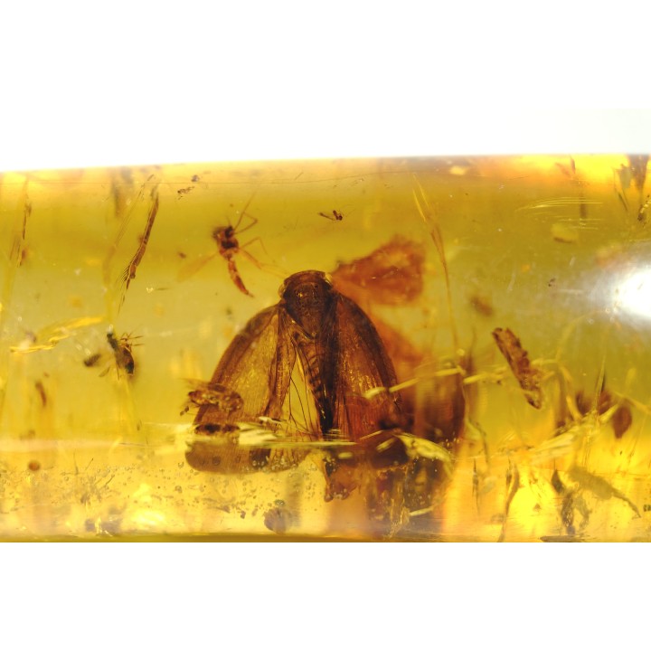 insect: Cicadidae + Lépidoptère + Araignée + nombreux diptères, coléoptères, hyménoptères
