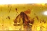insect: Cicadidae + Lépidoptère + Araignée + nombreux diptères, coléoptères, hyménoptères
