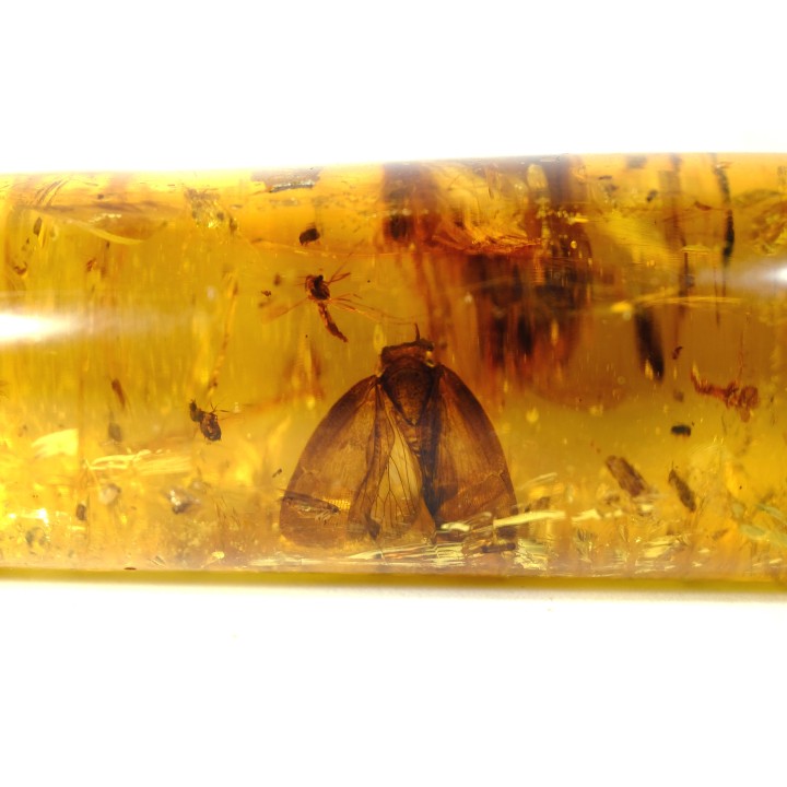 Copal: rare Lépidoptère et nombreux insectes  - Pliocène à holocène - Antsiranana, Madagascar