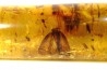 Copal: rare Lépidoptère et nombreux insectes  - Pliocène à holocène - Antsiranana, Madagascar