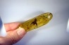 Copal: Gryllidae + Araignée +  diptères, coléoptères, hyménoptères - Pliocène à holocène - Antsiranana, Madagascar