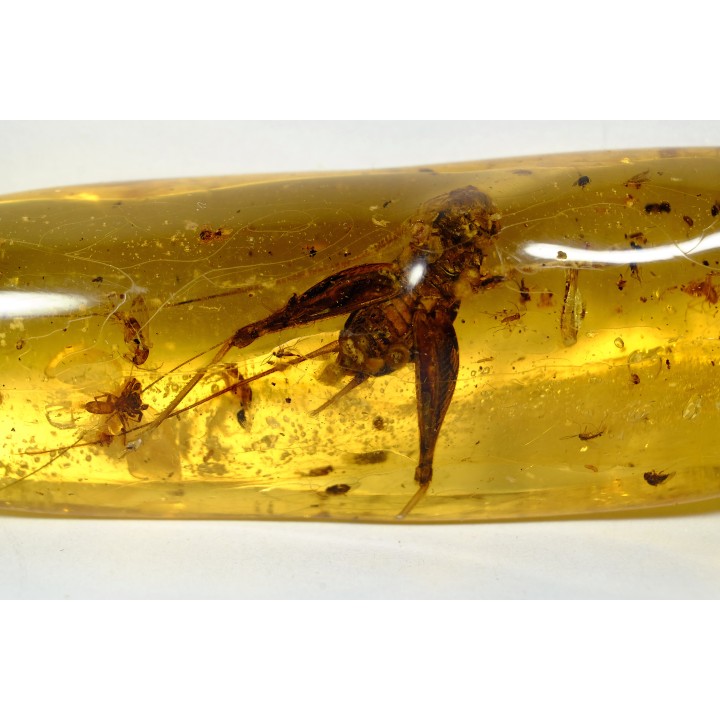 Copal: Gryllidae + Araignée +  diptères, coléoptères, hyménoptères - Pliocène à holocène - Antsiranana, Madagascar