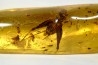 Copal: Gryllidae + Araignée +  diptères, coléoptères, hyménoptères - Pliocène à holocène - Antsiranana, Madagascar