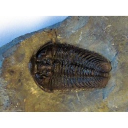 DICALYMENE sp.