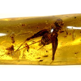 Copal: Gryllidae + Araignée +  diptères, coléoptères, hyménoptères - Pliocène à holocène - Antsiranana, Madagascar