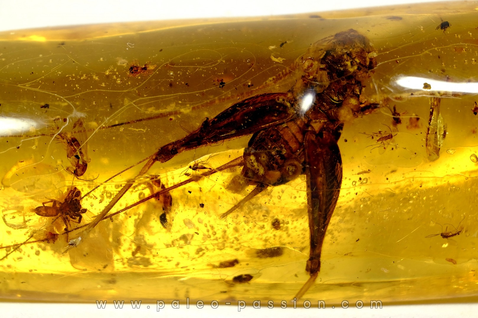 insect: Gryllidae + Araignée + nombreux diptères, coléoptères, hyménoptères