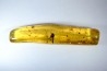 insect: Diptère Asilidae + Coléoptères Scolytinae + petits Hyménoptères