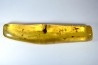 Copal: Diptère Asilidae + Coléoptères Scolytinae + petits Hyménoptères - Pliocène à holocène - Antsiranana, Madagascar