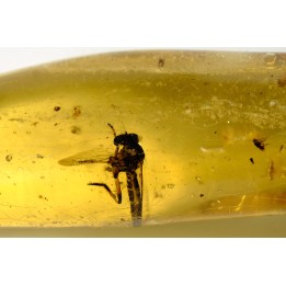 Copal: Diptère Asilidae + Coléoptères Scolytinae + petits Hyménoptères - Pliocène à holocène - Antsiranana, Madagascar