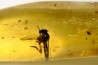 Copal: Diptère Asilidae + Coléoptères Scolytinae + petits Hyménoptères - Pliocène à holocène - Antsiranana, Madagascar