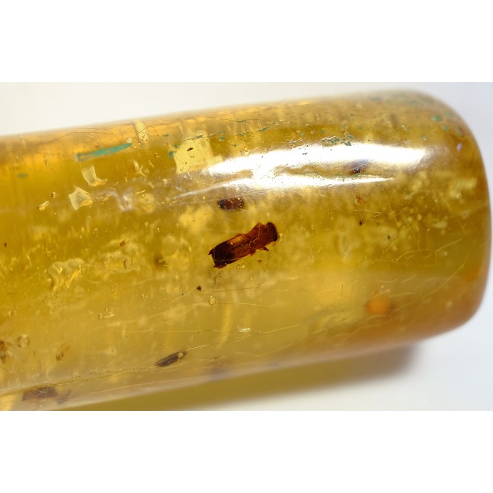 insect: Diptère Asilidae + Coléoptères Scolytinae + petits Hyménoptères