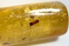 insect: Diptère Asilidae + Coléoptères Scolytinae + petits Hyménoptères