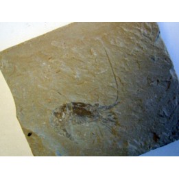 CARPOPENAEUS CALLIROSTRIS (2)