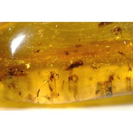 insect: Une douzaine d'araignées + Diptère Asilidae (Leptogastrinae) + autres diptères (dont mouches) + Cicadelle