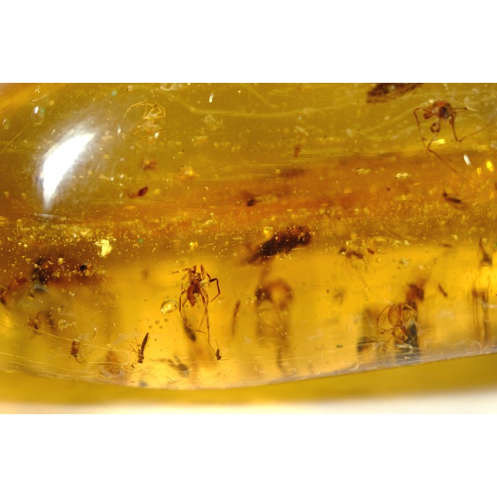 insect: Une douzaine d'araignées + Diptère Asilidae (Leptogastrinae) + autres diptères (dont mouches) + Cicadelle