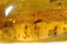 insect: Une douzaine d'araignées + Diptère Asilidae (Leptogastrinae) + autres diptères (dont mouches) + Cicadelle