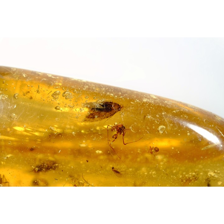 insect: Une douzaine d'araignées + Diptère Asilidae (Leptogastrinae) + autres diptères (dont mouches) + Cicadelle