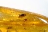 insect: Une douzaine d'araignées + Diptère Asilidae (Leptogastrinae) + autres diptères (dont mouches) + Cicadelle