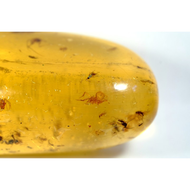 Copal: 12 araignées, Asilidae (Leptogastrinae), diptères, mouches, Cicadelles - Pliocène à holocène - Antsiranana, Madagascar