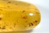 Copal: 12 araignées, Asilidae (Leptogastrinae), diptères, mouches, Cicadelles - Pliocène à holocène - Antsiranana, Madagascar