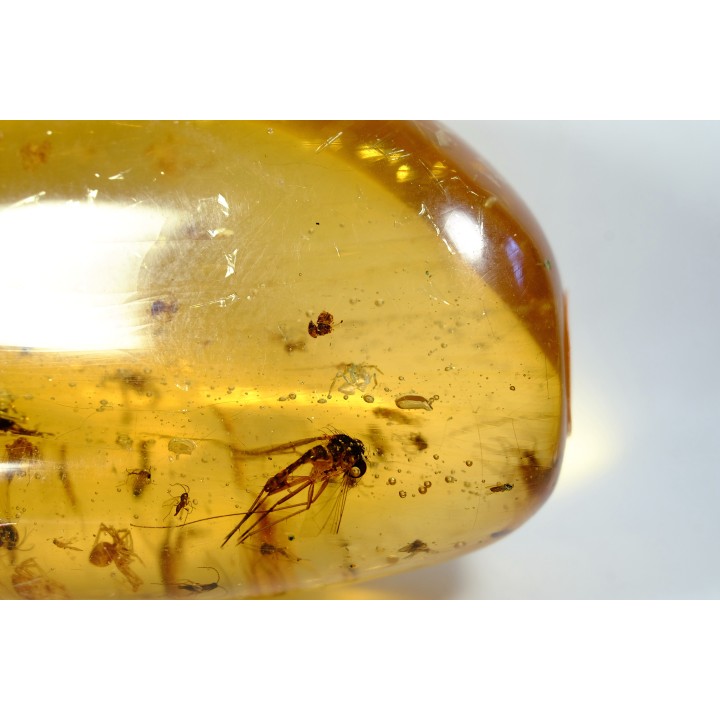 Copal: 12 araignées, Asilidae (Leptogastrinae), diptères, mouches, Cicadelles - Pliocène à holocène - Antsiranana, Madagascar