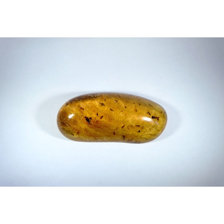 Copal: Hyménoptères + Coléoptères Scolytinae - Pliocène à holocène - Antsiranana, Madagascar