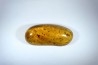 Copal: Hyménoptères + Coléoptères Scolytinae - Pliocène à holocène - Antsiranana, Madagascar