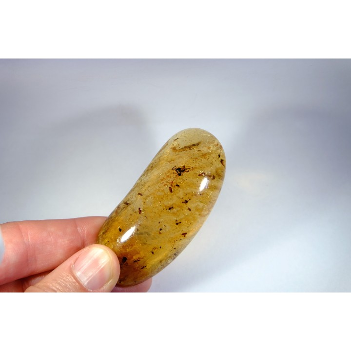 insect: Hyménoptères + Coléoptères Scolytinae