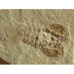 PALIBACUS PRAECURSOR
