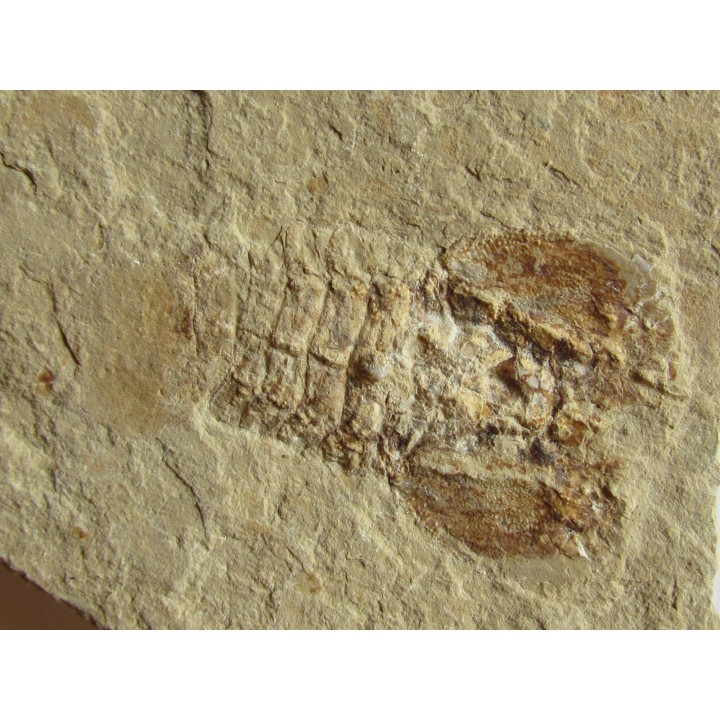 PALIBACUS PRAECURSOR
